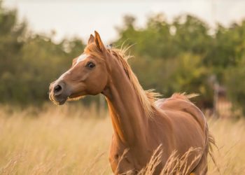 Sixty-Something: Deep Thoughts About Montauk’s The Deep Hollow Ranch