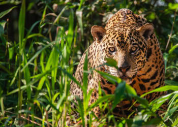 Hamptons Doc Fest: Saunders Free Community Day