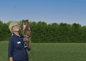 The Evelyn Alexander Wildlife Rescue Center Saving Injured Wildlife on the East End