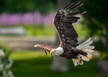 About East End American Bald Eagles