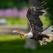 About East End American Bald Eagles
