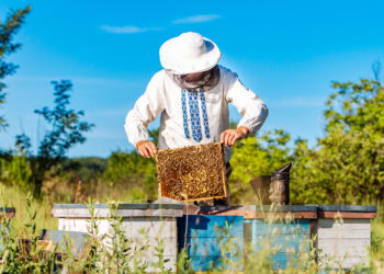 Mica Marder and His Bees