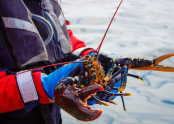 Lobster: All About How Lobsters Are Harvested