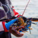 Lobster: All About How Lobsters Are Harvested