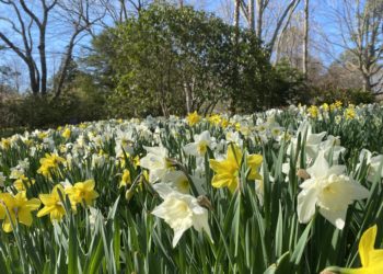 LongHouse Reserve 2022 Season Opens April 30th with Rites Of Spring Celebration