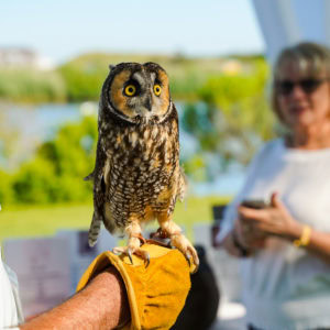 Save the Date: Evelyn Alexander Wildlife Rescue Center to Host Get Wild!