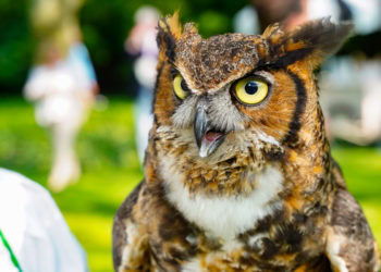 The 14th Annual Get Wild Benefit on June 25th