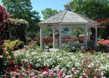 Southampton Village Rose Day and Rose Show 2022