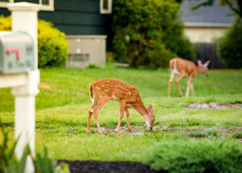 Deer, Deer, Everywhere