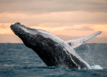 Sixty-Something: A Whale of a Story