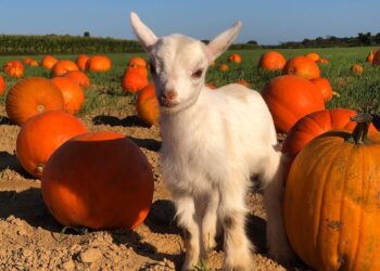 Top Hamptons Hot Spots for Apple Picking, Pumpkin Picking, and Family Fun!