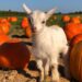 Top Hamptons Hot Spots for Apple Picking, Pumpkin Picking, and Family Fun!