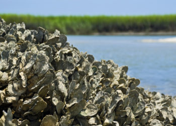 South Fork Sea Farmers Create an Oyster Reef in Accabonac Harbor