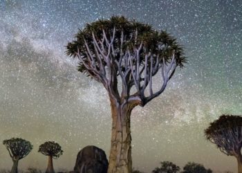 A Celebration of Trees Exhibition Exploring the Vast Global Network