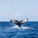 Whales Are So Common Now in the Hamptons. What’s the Cause?