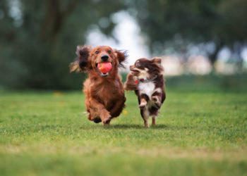 Adopt a Furry Friend at The Rescue Paw Foundation’s Adoption Event