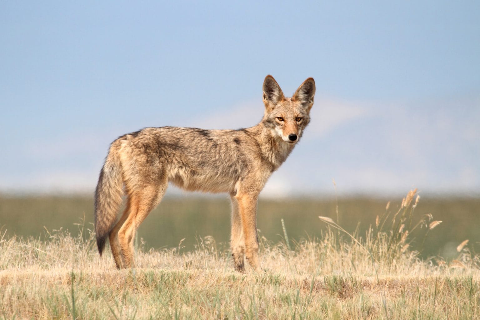 Coyote Sightings on the East End - Hamptons.com