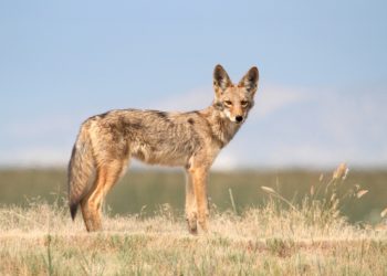 Coyote Sightings on the East End