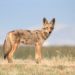 Coyote Sightings on the East End