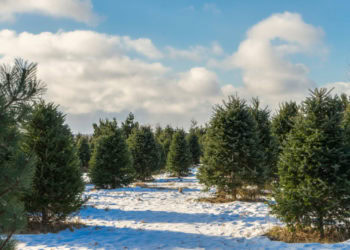 Where to Buy a Christmas Tree in the Hamptons