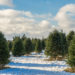 Where to Buy a Christmas Tree in the Hamptons
