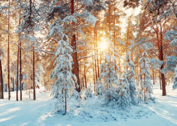 Sixty-Something: Less Then Fifty Days Until Spring