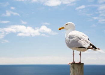 Did You Know That Seagulls Love Spaghetti?