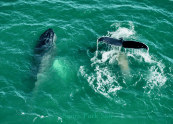 The Sea Like You’ve Never Seen with South Fork Salt