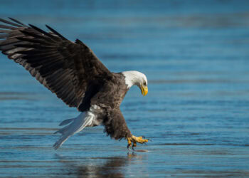 Sixty-Something: More About Long Island Bald Eagles