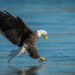 Sixty-Something: More About Long Island Bald Eagles