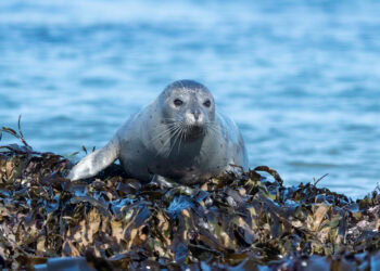 Seal Walk at Cupsogue County Park in Westhampton Beach