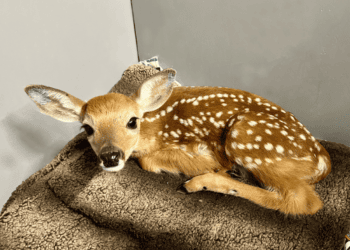 Learning About Baby Animals with the Wildlife Rescue Center