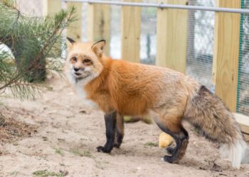 Keela the Fox Has a Housewarming Party