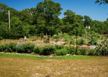 Grow Veggies Using Organic, Earth-Friendly Practices with Ecological Culture Initiative