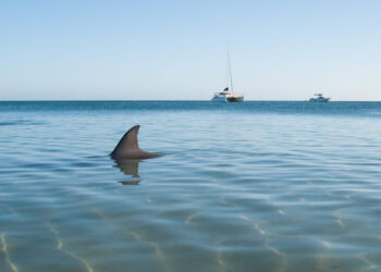 Sixty-Something: Warm Water, Jellyfish and Sharks