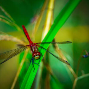Dragonfly Day