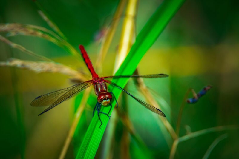 Dragonfly Day