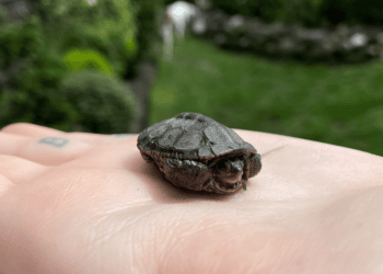 Why Did the Turtle Cross the Road?