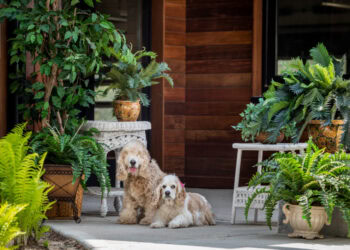 Animal Rescue Fund of the Hamptons’ Bow Wow Meow Ball is Back!