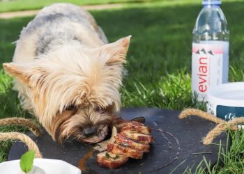 Pup Friendly Guide to Hanging in The Hamptons