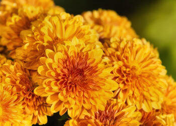 Sixty-Something: Embracing September Nights in the Hamptons