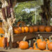Top Hamptons Events This Columbus Day Weekend!