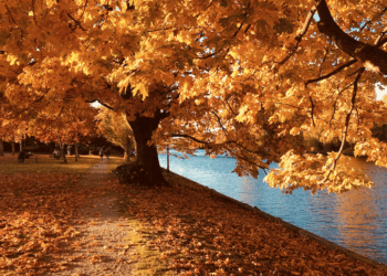 Top Hamptons Events This Weekend – November 3rd, 2023