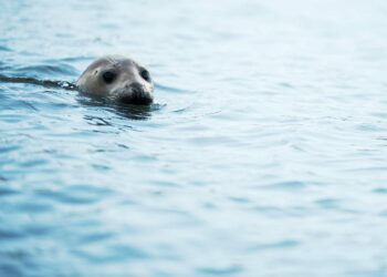 Incredible Seal Watching Hikes at Montauk Point State Park