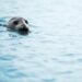 Incredible Seal Watching Hikes at Montauk Point State Park