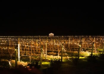 The History Behind Wölffer Vineyard’s Annual Lighting of The Vines Ceremony