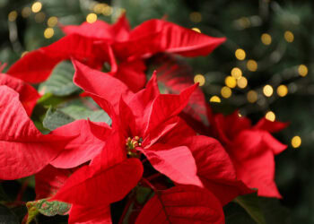 Top Hamptons Events This Weekend – December 8th, 2023