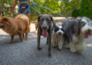 The Woof Pack That’s Taking Over The Hamptons