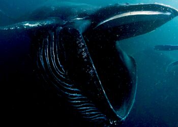 “In the Whale” is the Must-See Documentary Making its Long Island Premiere at the WHBPAC