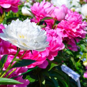 Sustainable Garden & Meadow Tour